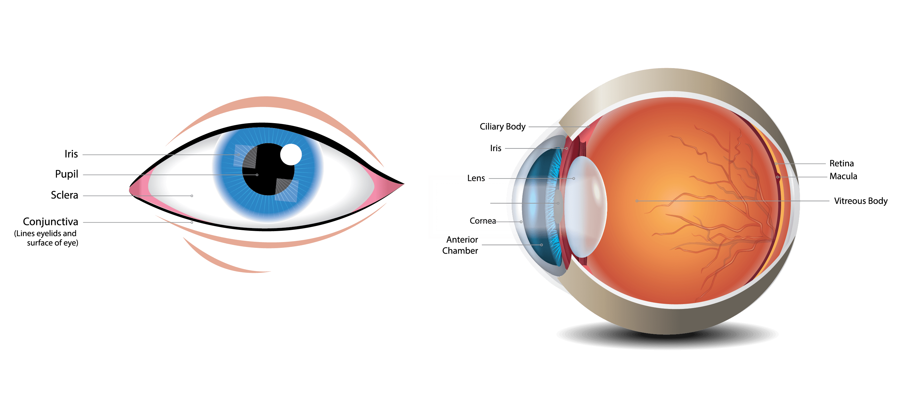common-eye-problems-and-what-they-look-like-lsc-eye-clinic
