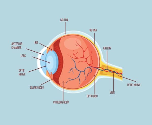 eye anatomy for eye floaters
